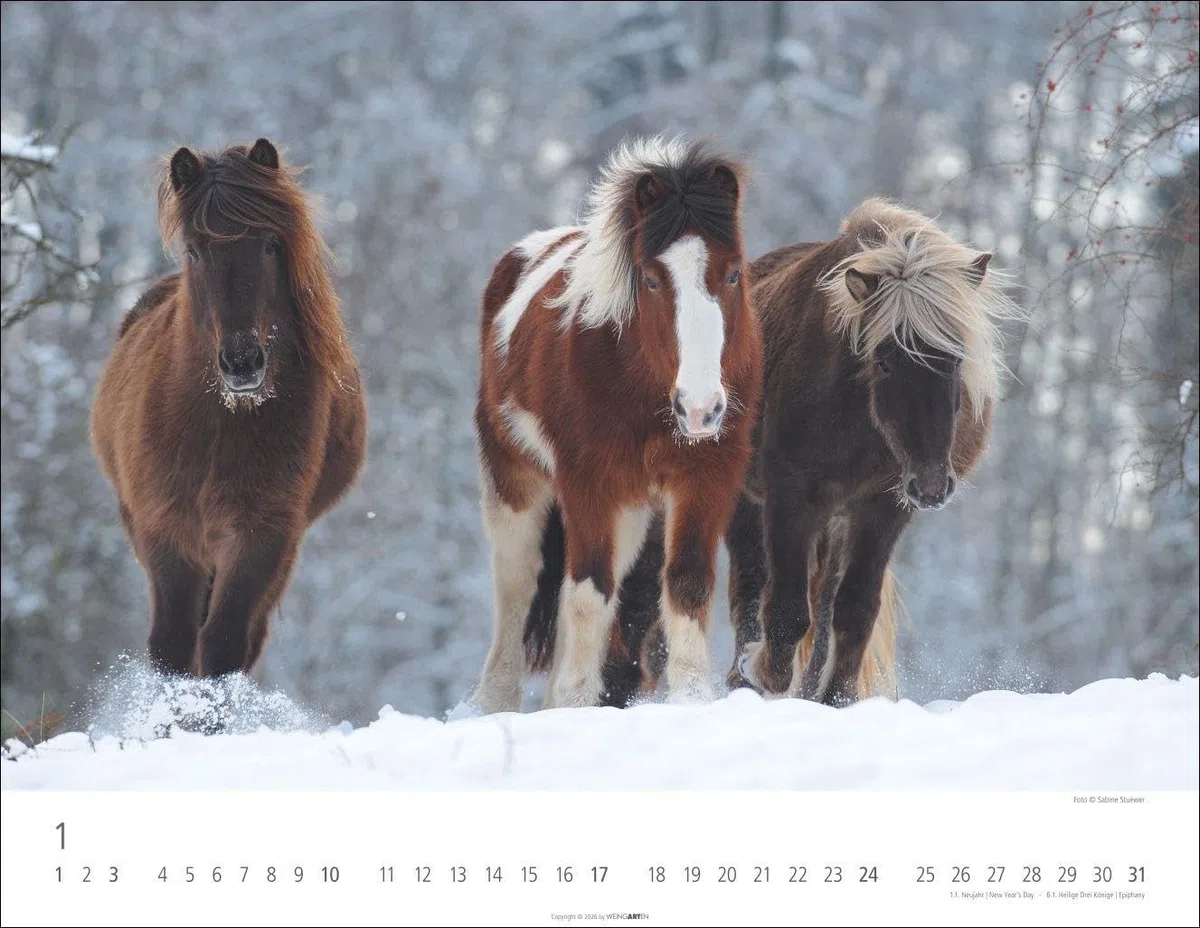 Islandpferde Kalender 2027: Fotokalender mit Porträts der charaktervollen Pferderasse. Großer Wandkalender von Sabine Stuewer. 44 x 34 cm Querformat
