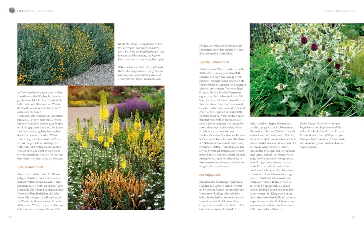 Blütenpracht ohne Gießen: Ganzjährig attraktive Beete bei Hitze und Trockenheit (GU Gartengestaltung)