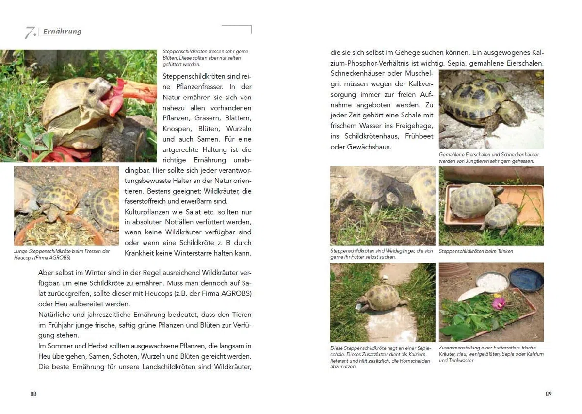 Die Haltung der Steppenschildkröten Agrionemys horsfieldii: Faszinierende Tiere aus ariden Gebieten