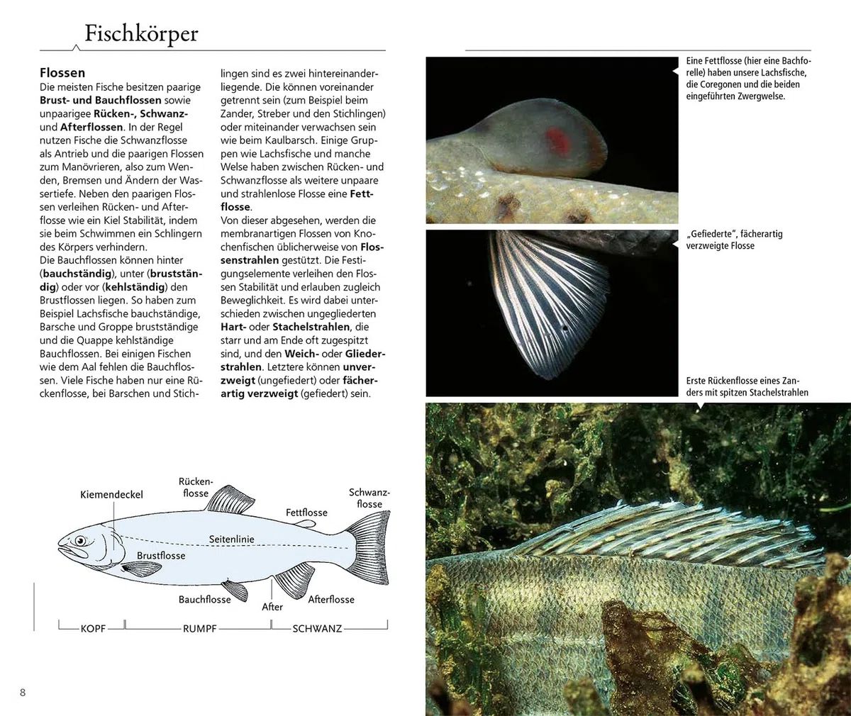 Welcher Fisch ist das?: KOSMOS - Naturführer für Süßwasserfische Mitteleuropas - Alle Fische in ihrem natürlichen Gewässer