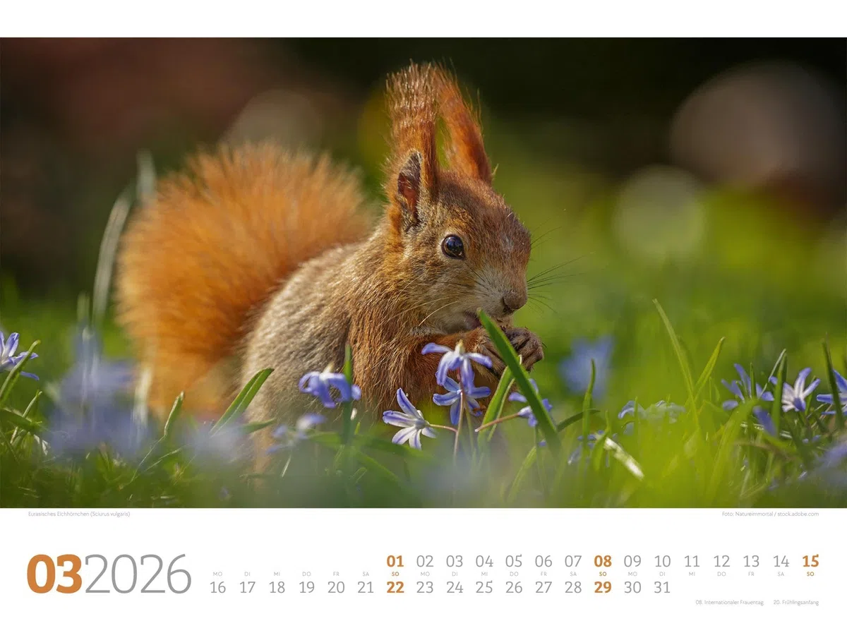 Tierwelt Wald Kalender 2026 | Bildstarker Tier-Kalender im Querformat (45x33 cm) | Heimische Wildtiere in ihrem Lebensraum