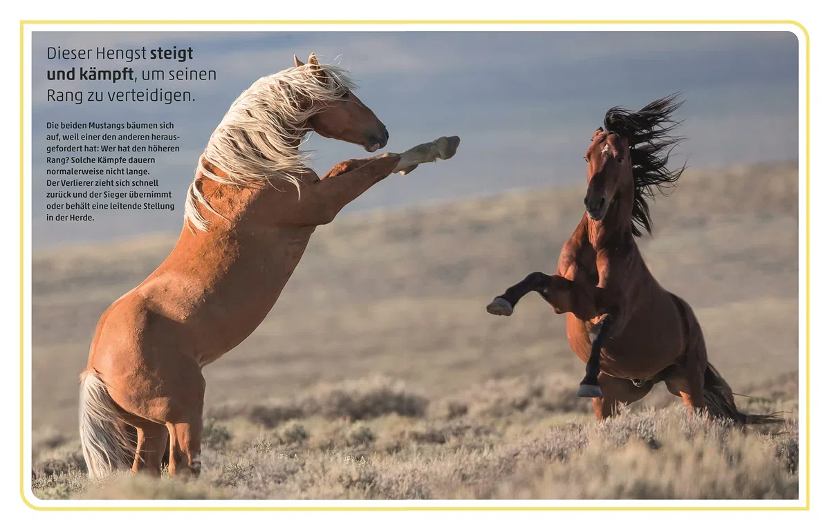 Pferde und Ponys: Rassen, Haltung, Pflege: Alles, was du wissen musst