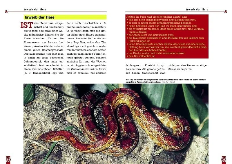 Die Kornnatter: Pantherophis guttatus (Buchreihe Art für Art Terraristik)