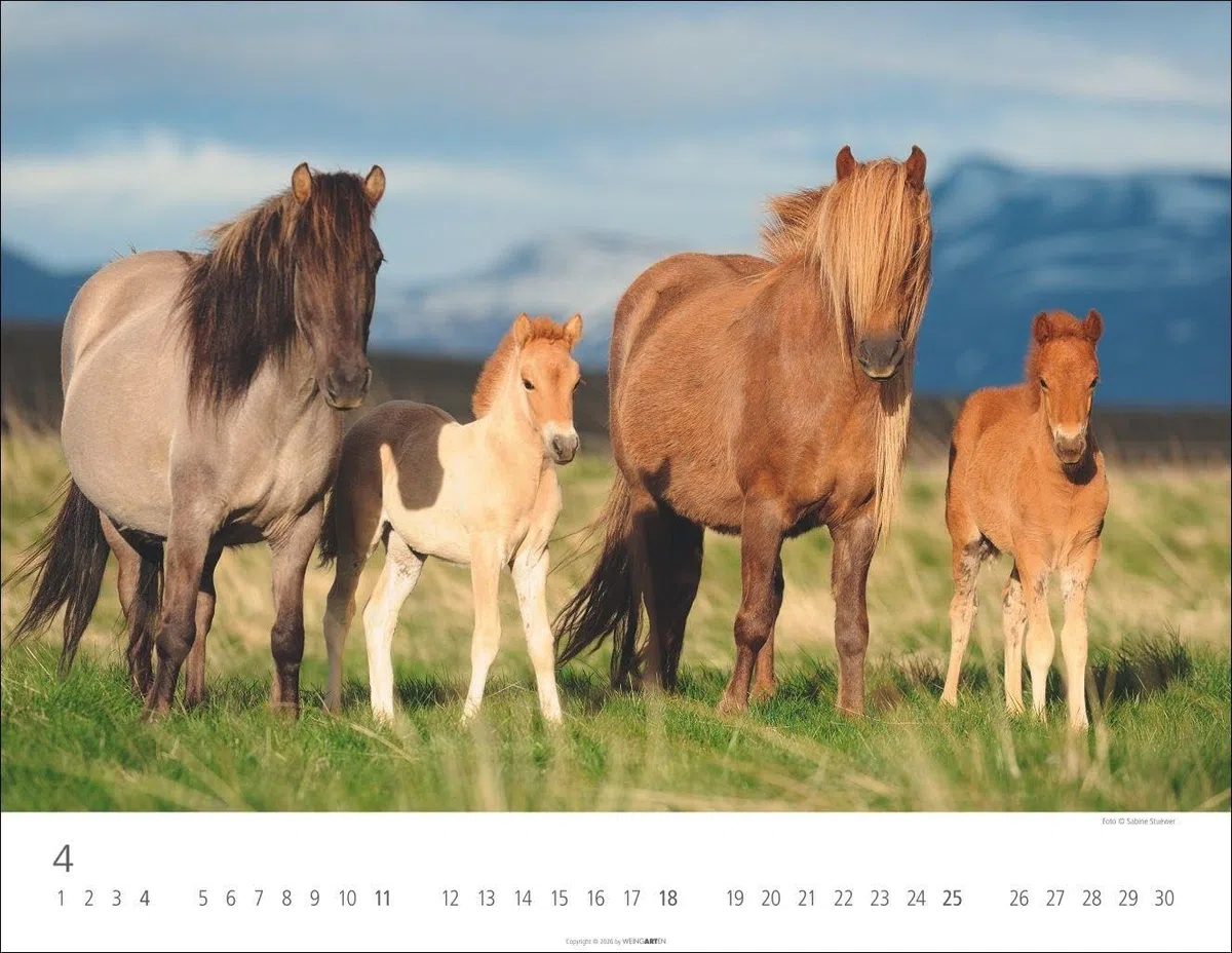 Islandpferde Kalender 2027: Fotokalender mit Porträts der charaktervollen Pferderasse. Großer Wandkalender von Sabine Stuewer. 44 x 34 cm Querformat