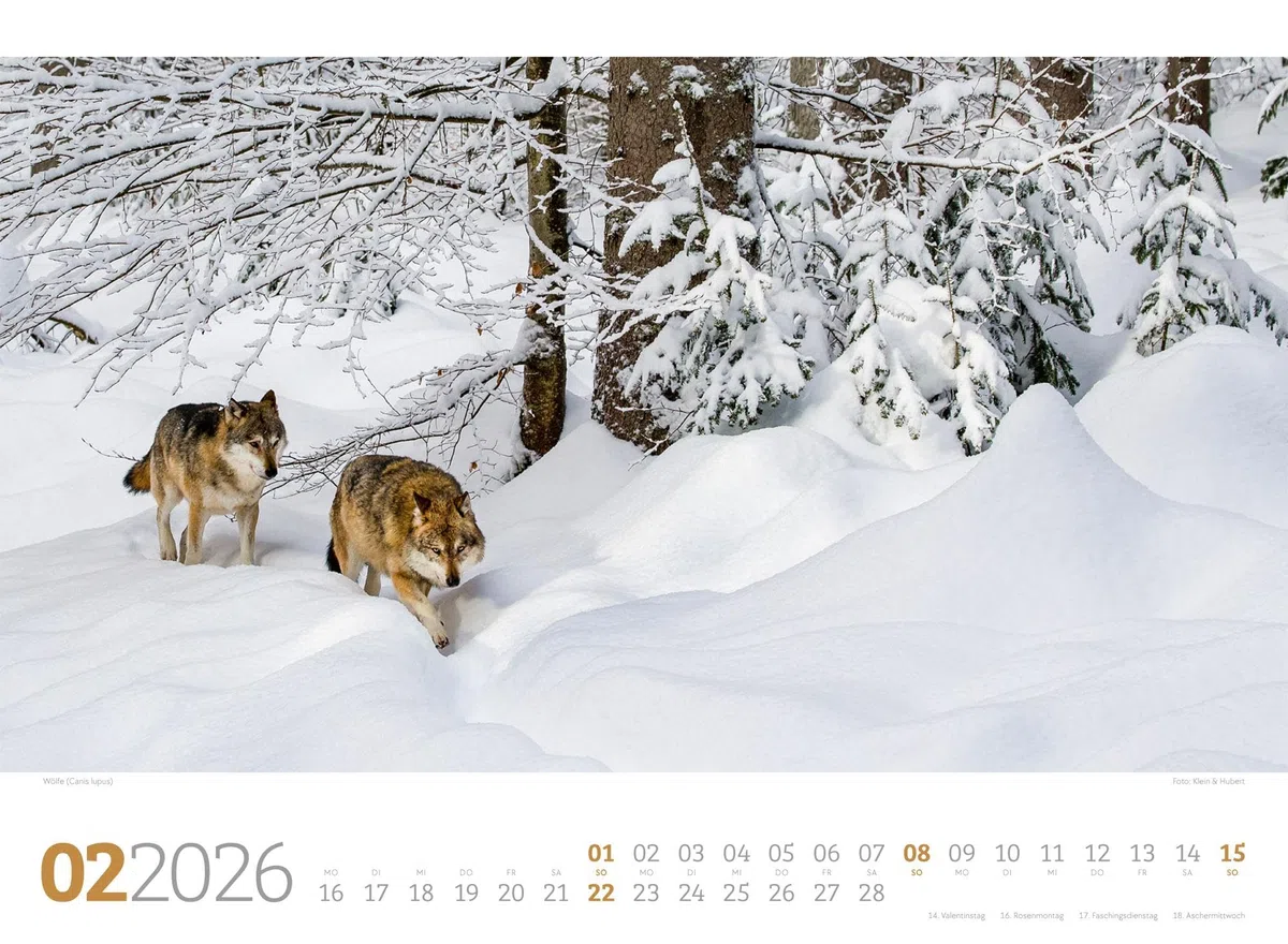 Tierwelt Wald Kalender 2026 | Bildstarker Tier-Kalender im Querformat (45x33 cm) | Heimische Wildtiere in ihrem Lebensraum