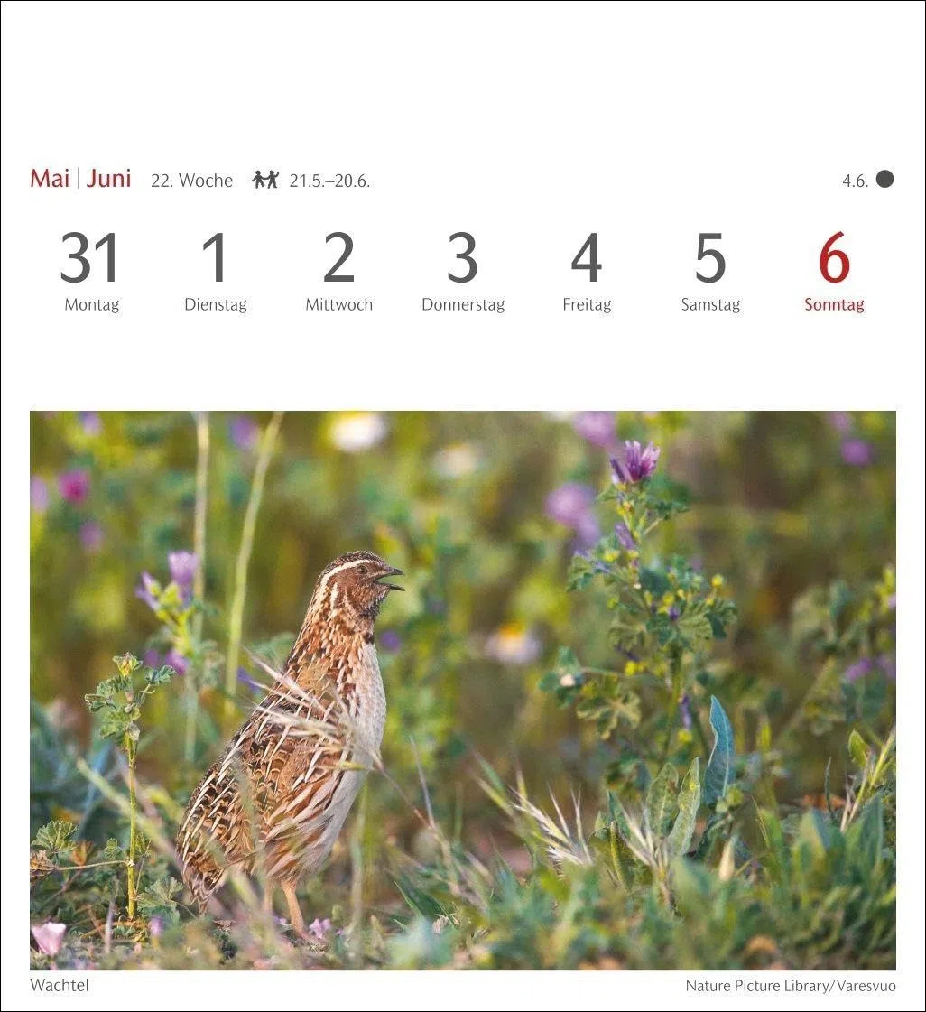 Heimische Vögel Postkartenkalender 2027 - Wochenkalender mit 53 Postkarten: Wochenkalender im Postkarten-Format mit Vogelporträts. Tischkalender mit ... neuen Postkarten zum Sammeln und Verschicken