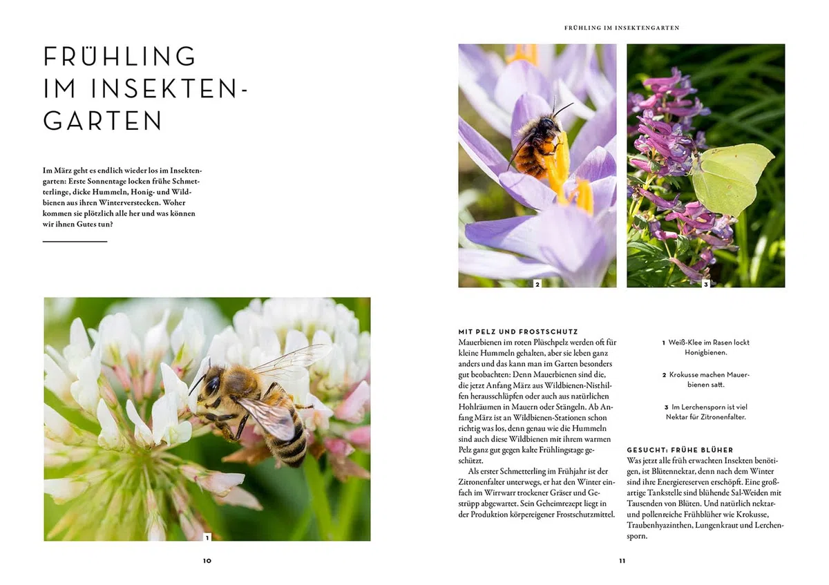 Wer Schmetterlinge liebt, muss Raupen füttern: Insekten im Garten fördern und schützen