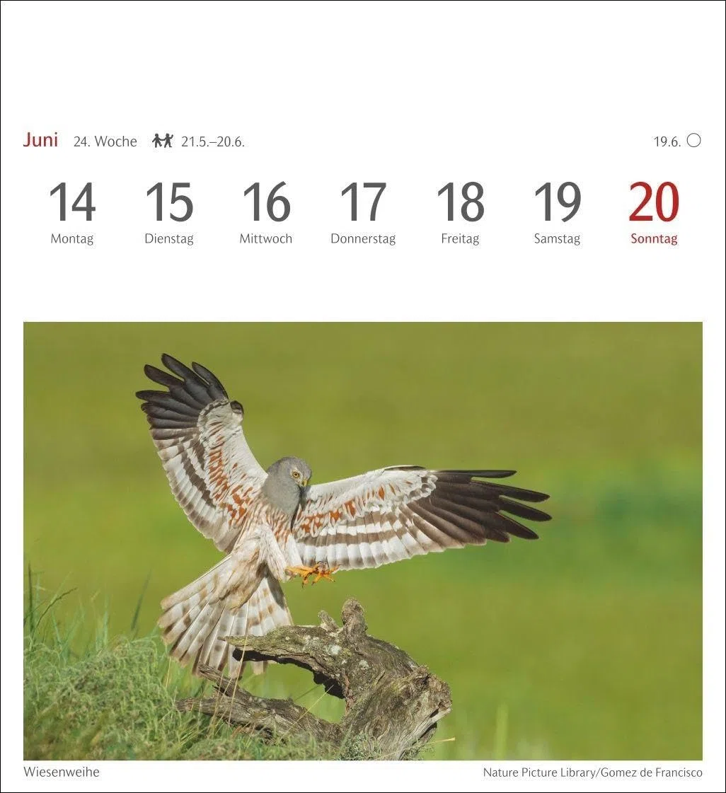 Heimische Vögel Postkartenkalender 2027 - Wochenkalender mit 53 Postkarten: Wochenkalender im Postkarten-Format mit Vogelporträts. Tischkalender mit ... neuen Postkarten zum Sammeln und Verschicken