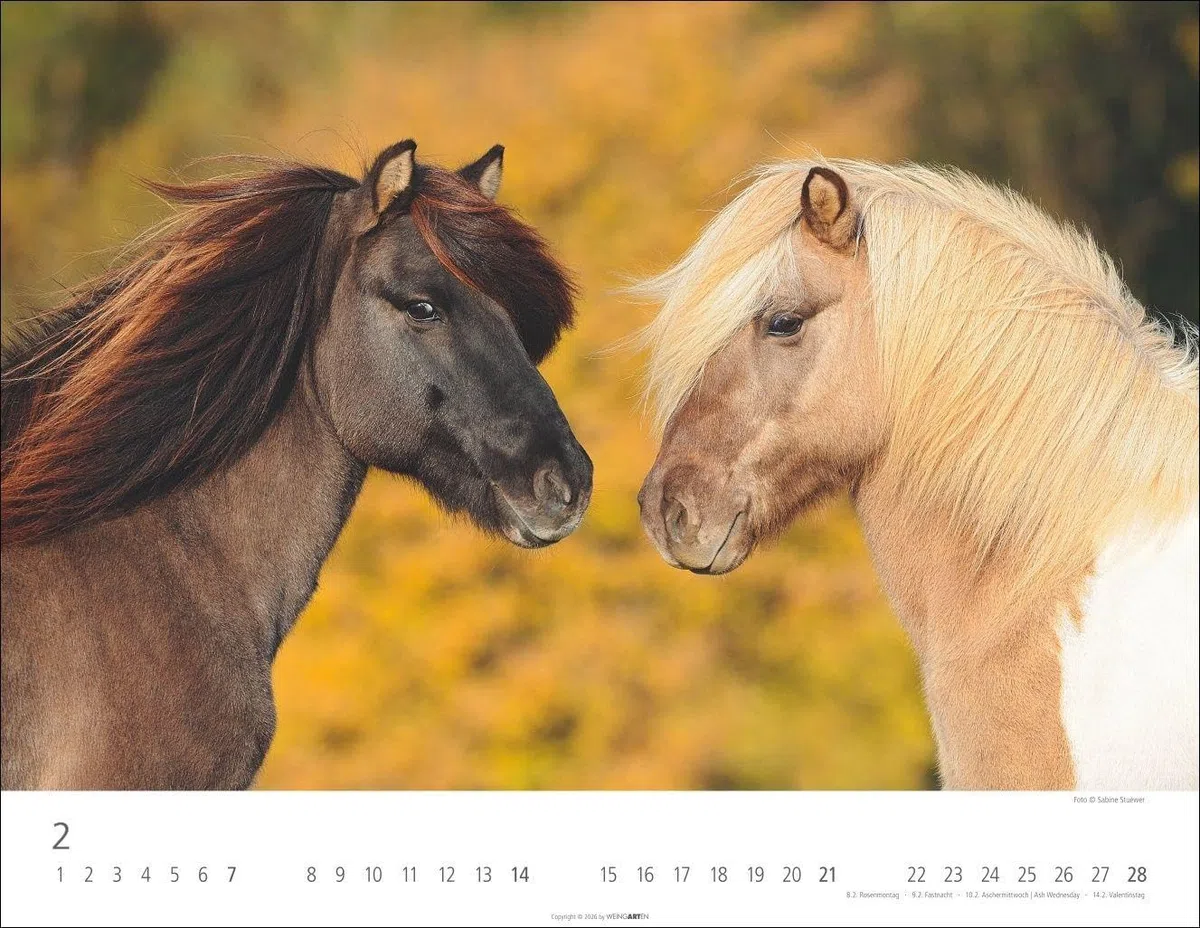 Islandpferde Kalender 2027: Fotokalender mit Porträts der charaktervollen Pferderasse. Großer Wandkalender von Sabine Stuewer. 44 x 34 cm Querformat