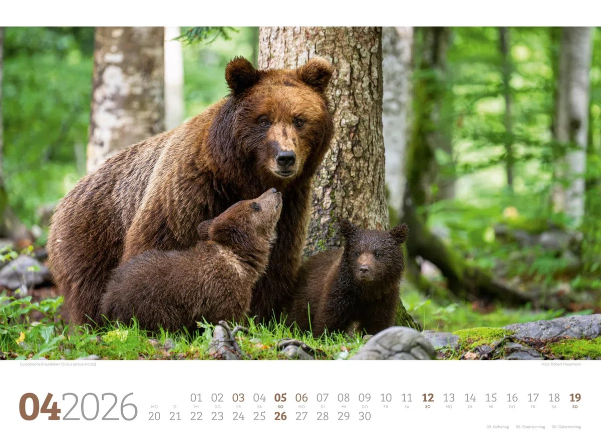 Tierwelt Wald Kalender 2026 | Bildstarker Tier-Kalender im Querformat (45x33 cm) | Heimische Wildtiere in ihrem Lebensraum