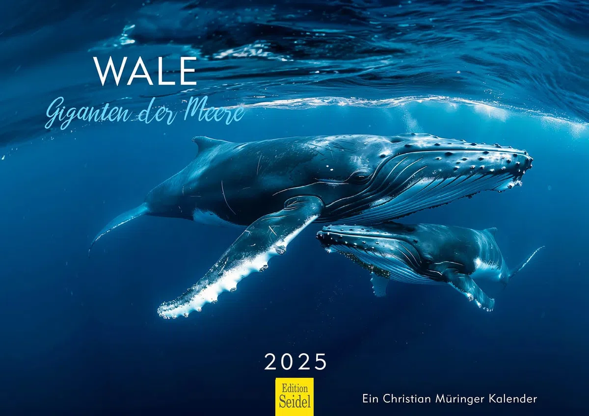 Edition Seidel Premium Kalender Wale Giganten der Meere 2025 Format DIN A3 Wandkalender Wal Buckelwal Belugawal Orca Meer Ozean Unterwasser Welt Christian Müringer